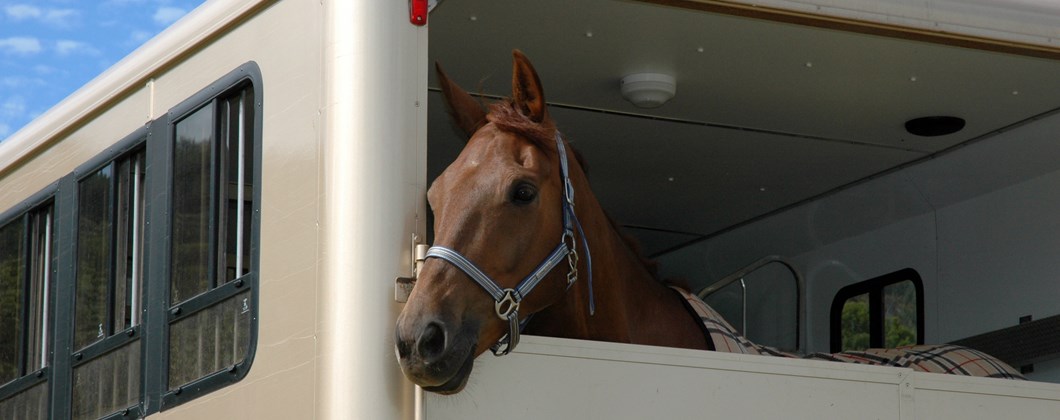 horsebox and horse transporter insurance from shearwater insurance