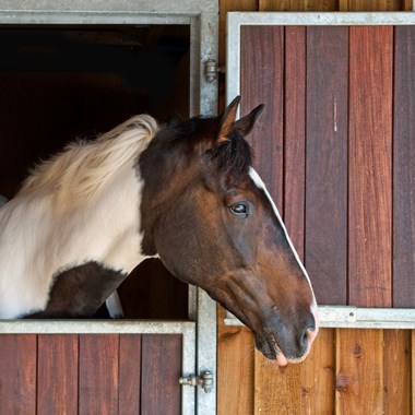 Horse insurance by Shearwater Insurance
